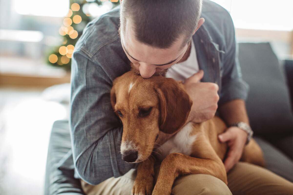 Dog being held in a man's lap